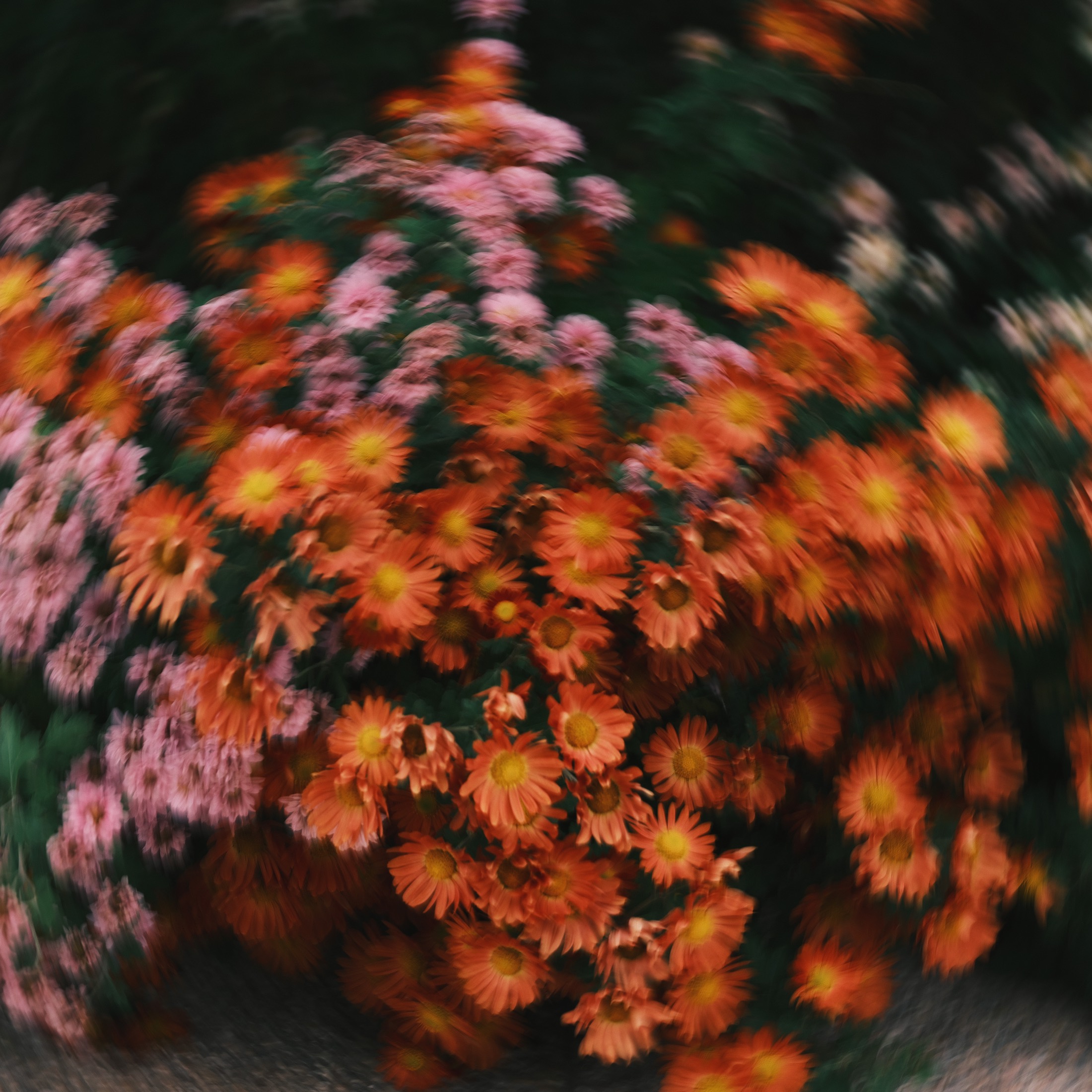 Orange and pink flowers photographed with rotational blur