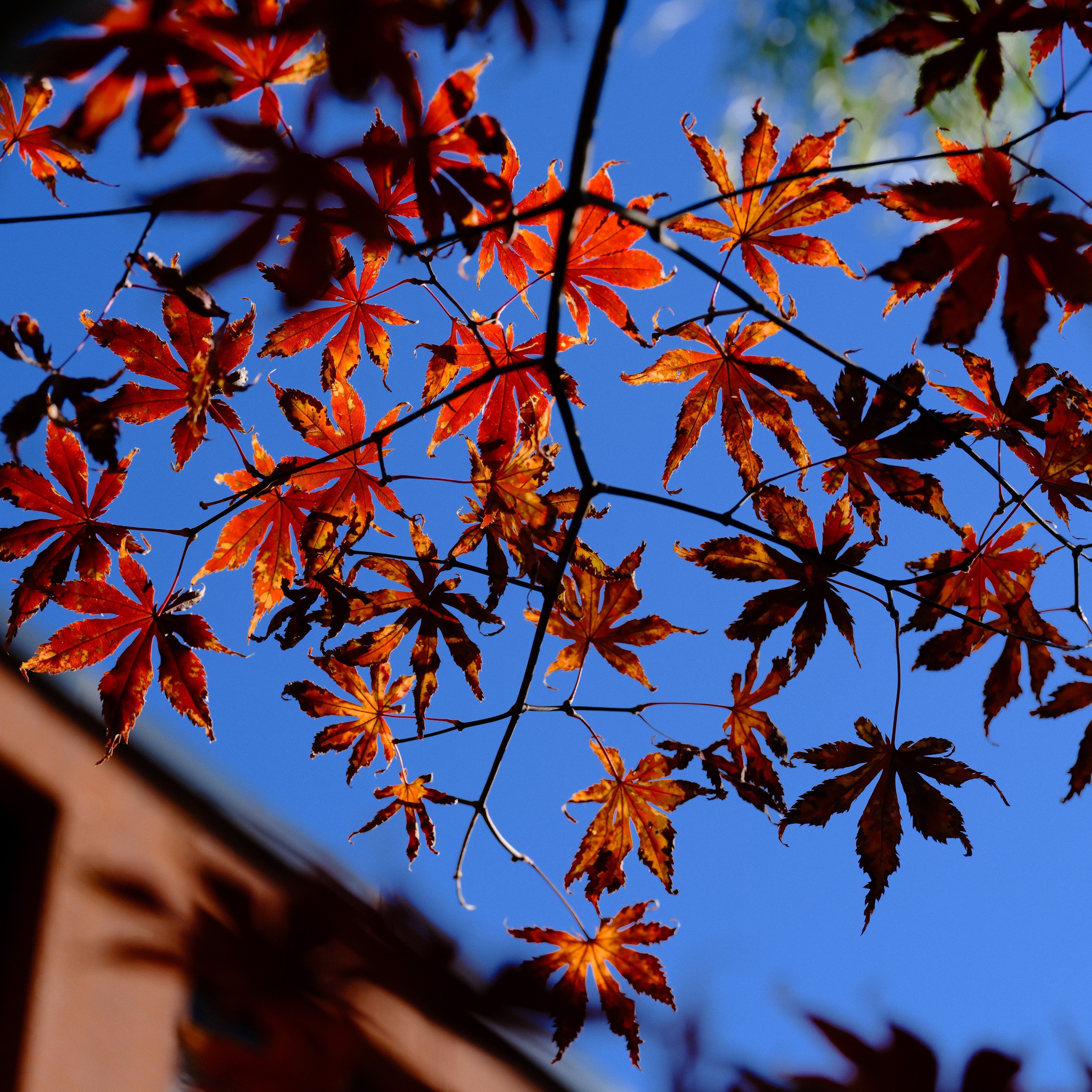 Backlit red maple leaves against a blue sky