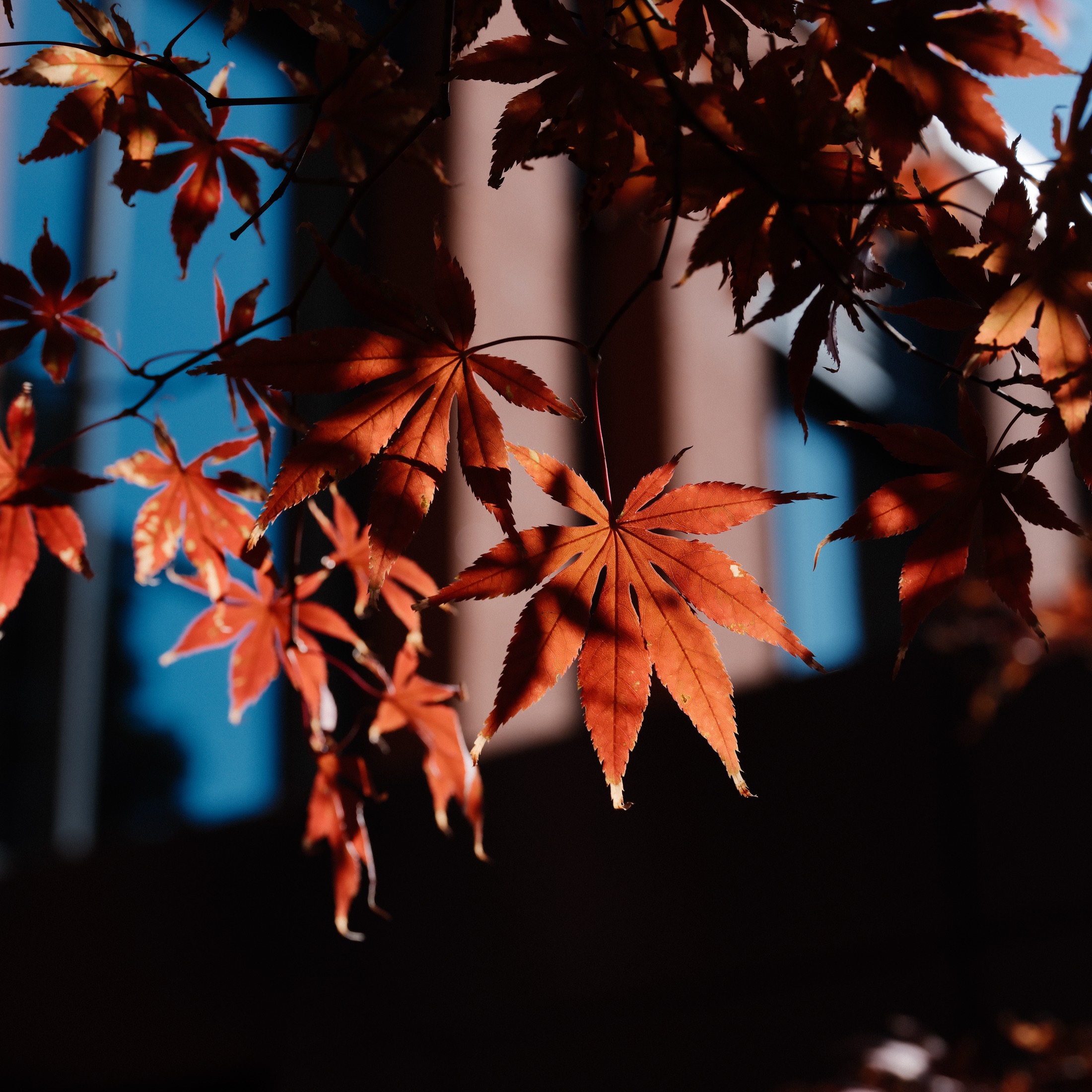 Red maple leaves lit against dark architecture