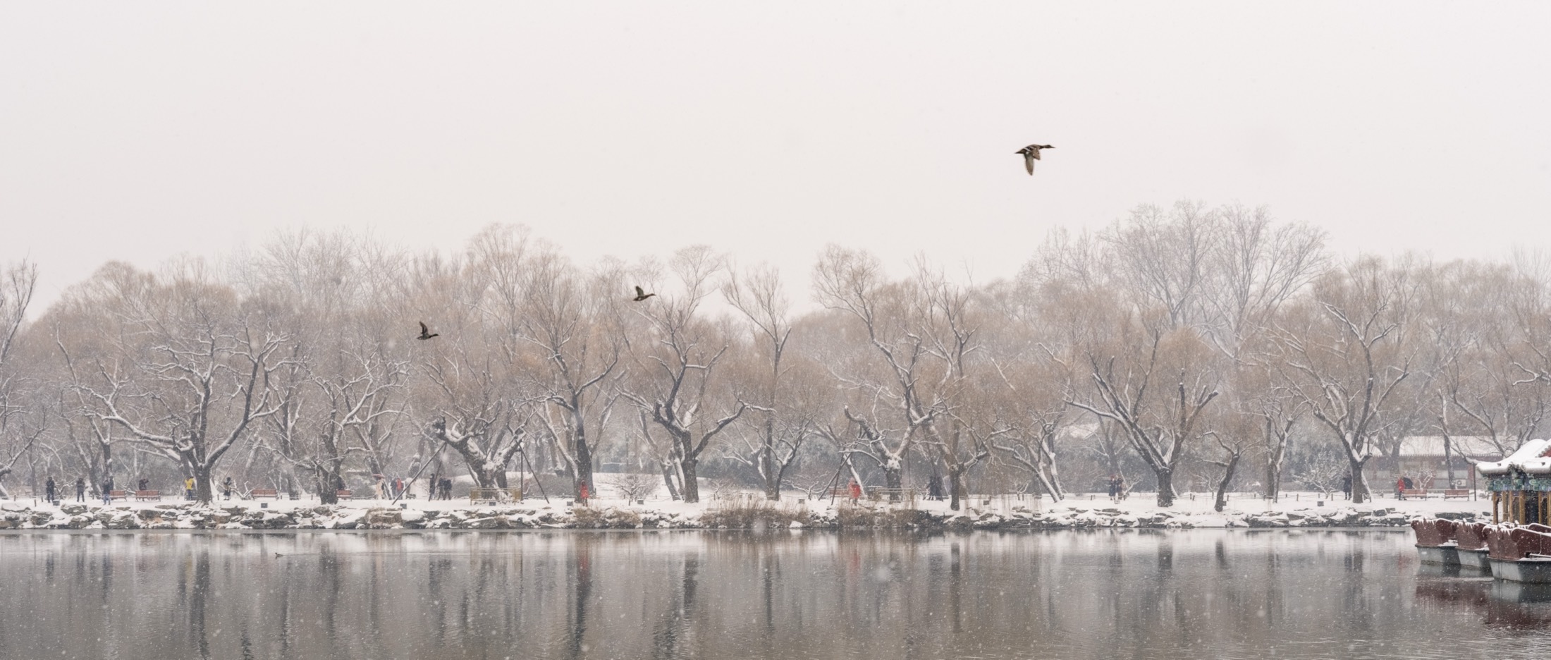 Wide winter lake scene with birds over snowy trees