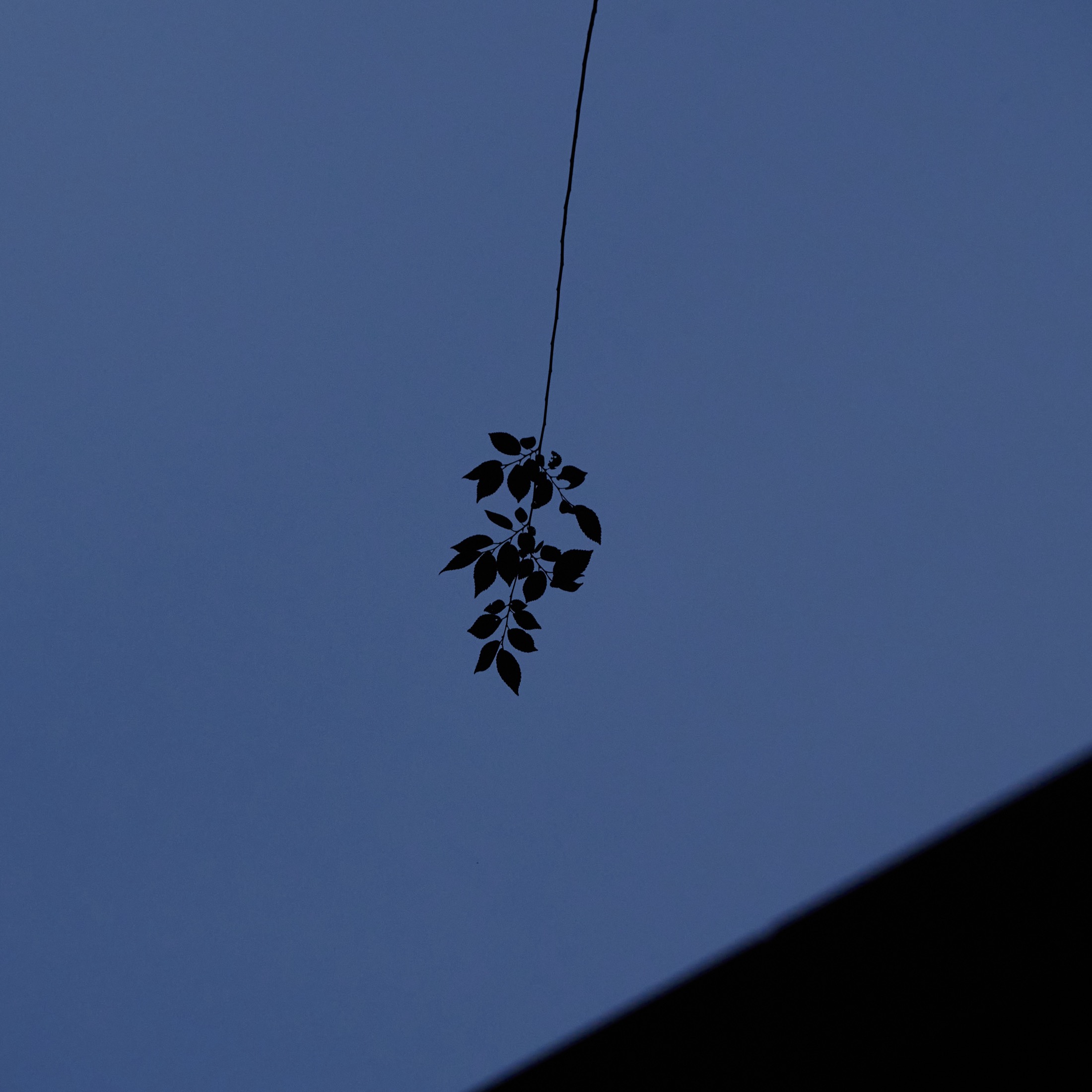 Single leaf hanging against a blue evening sky