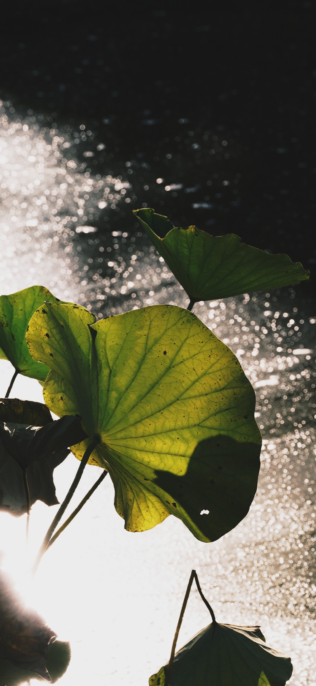 Backlit lotus leaves over reflective water
